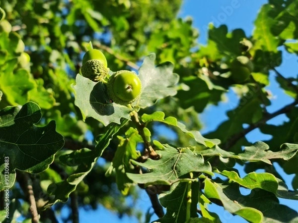 Obraz oak branch with acorns
