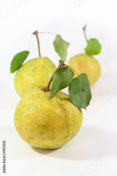 Obraz Three mellow pears