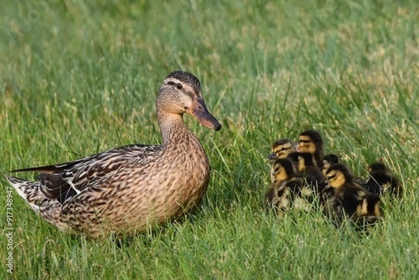 Fototapeta duck and ducklings