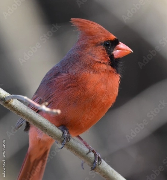 Fototapeta Cardinal on a branch