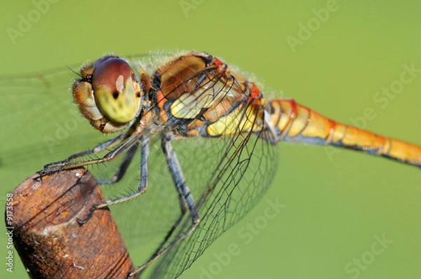 Fototapeta Libelle 4