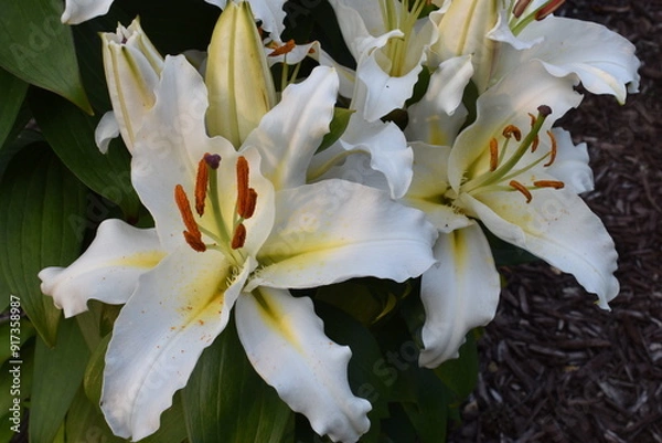 Fototapeta white lily flower