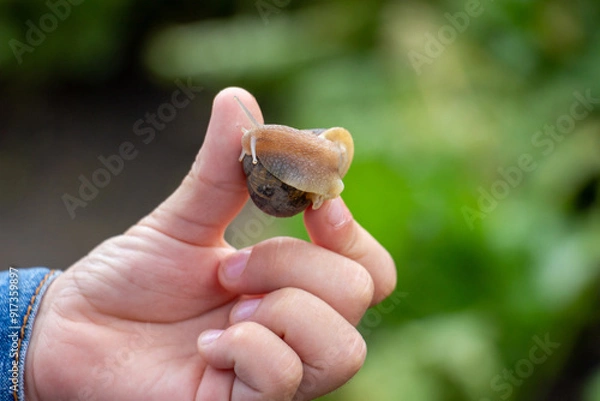 Fototapeta The boy is holding a snail in his hand, close-up. Edible snail farm, growing mollusks. Helix Aspersa Muller, Maxima Snail