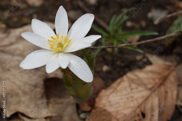 Fototapeta white spring flower