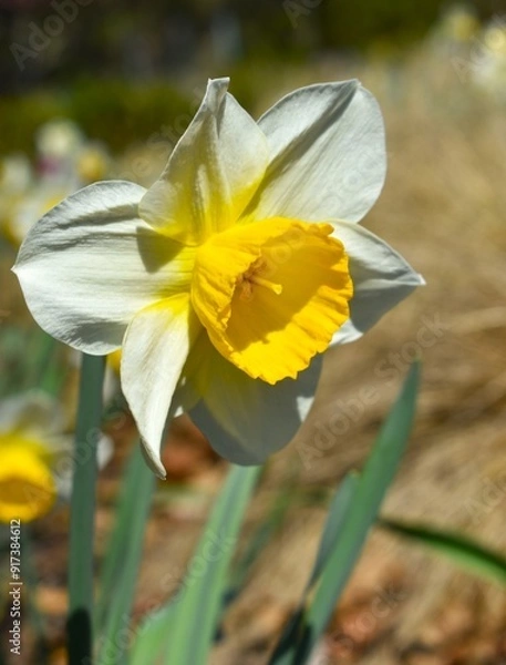 Fototapeta yellow daffodil flower