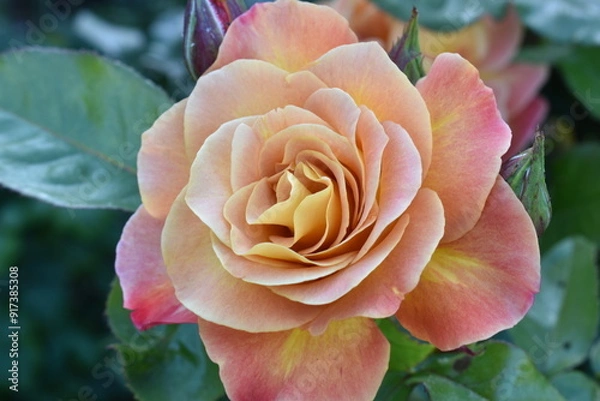 Fototapeta Yellow and Pink Rose