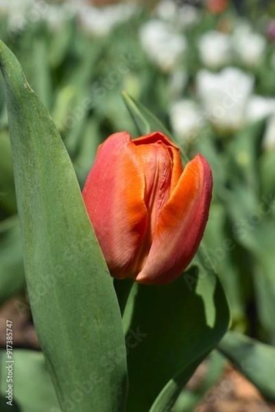 Fototapeta Red Tulip