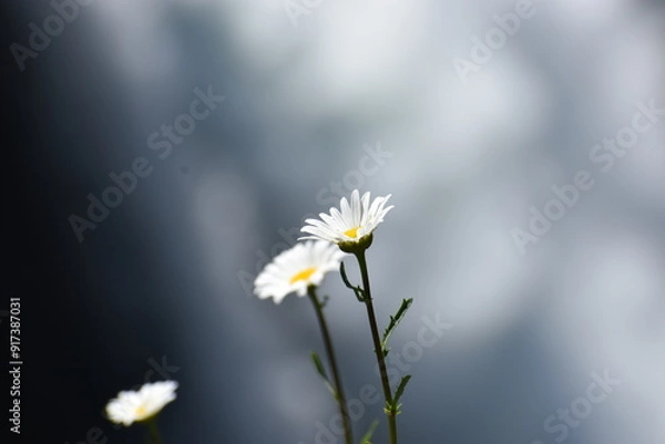 Fototapeta daisy flower
