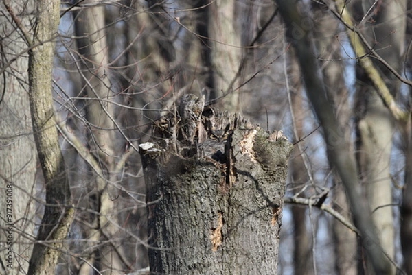 Fototapeta Camouflaged Owl