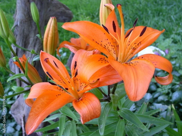 Fototapeta Daylilies