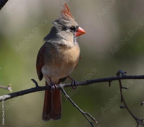Fototapeta Female Cardinal