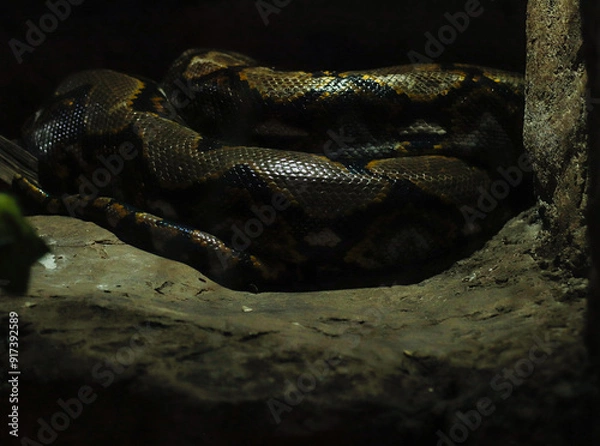 Fototapeta snake python reptile scales reticulated