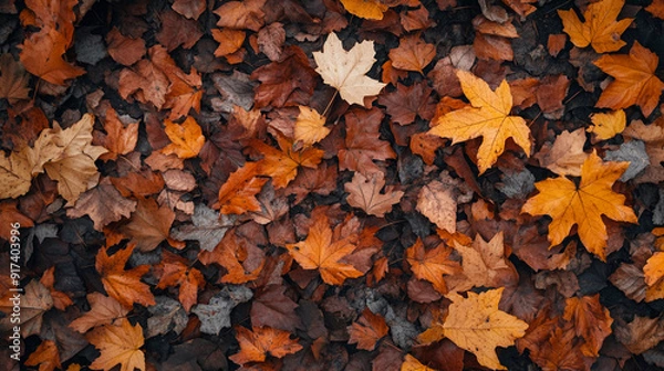 Obraz Autumn forest background with fallen leaves on the ground.