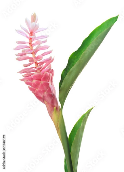 Fototapeta Pink ginger flower isolated on white background with working pat