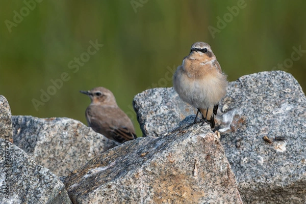 Fototapeta Steinschmätzer