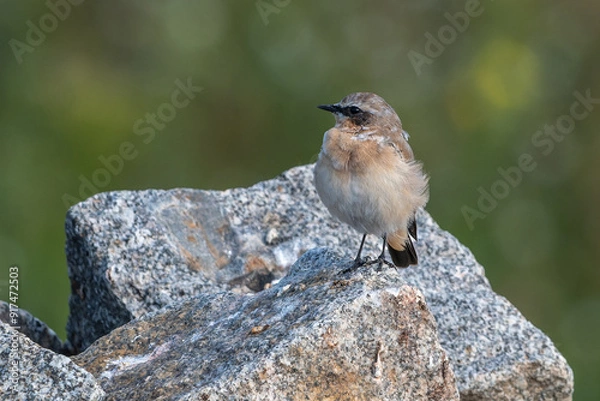 Fototapeta Steinschmätzer