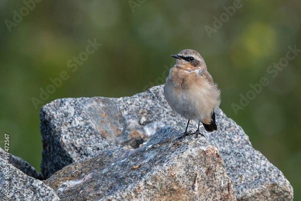 Fototapeta Steinschmätzer