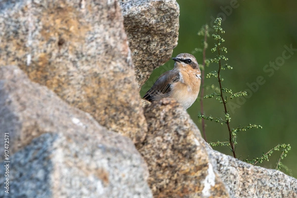 Fototapeta Steinschmätzer