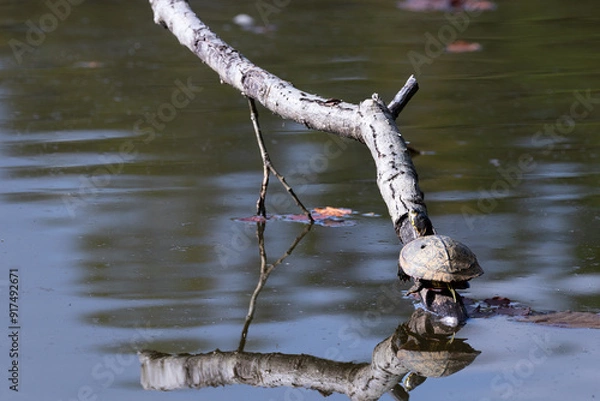 Obraz Single yellow-bellied slider turtle basking in the fall sun on a dead tree limb in a pond.