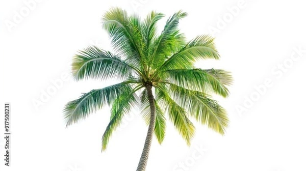 Fototapeta A palm tree is standing tall and alone on a white background