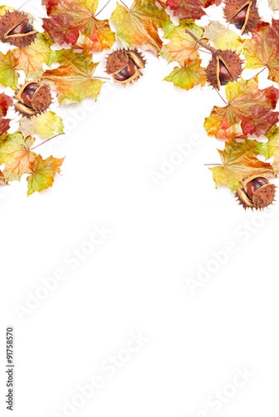 Fototapeta border frame of colorful autumn leaves and chestnut on white bac