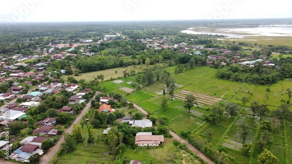 Fototapeta Green Paddy Field Ariel View in Thailand.,Aerial view of rice fields. Bird eye view of rice field.