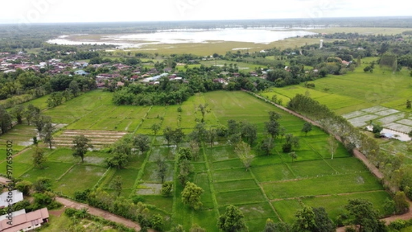 Fototapeta Green Paddy Field Ariel View in Thailand.,Aerial view of rice fields. Bird eye view of rice field.