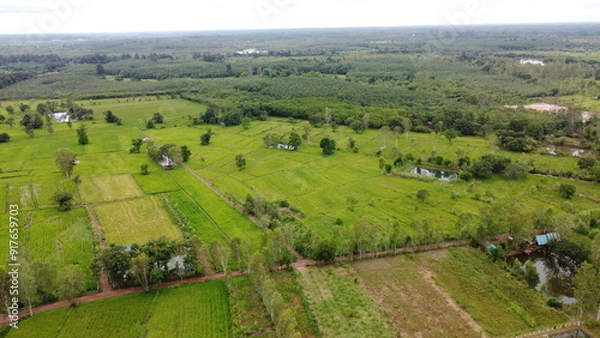 Fototapeta Green Paddy Field Ariel View in Thailand.,Aerial view of rice fields. Bird eye view of rice field.