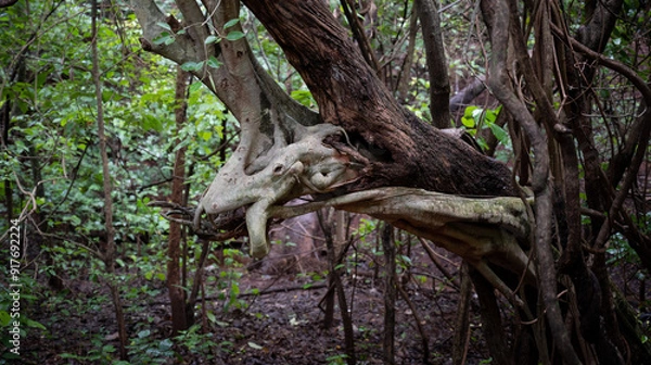 Obraz tree in the woods