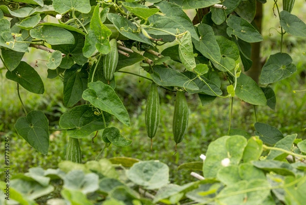 Fototapeta A picture of pointed gourd taken from a village in Bangladesh