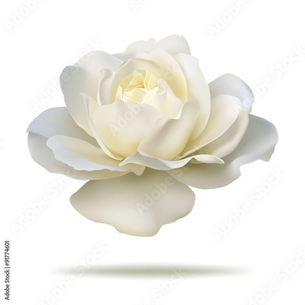 Fototapeta white rose