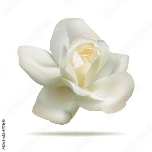 Fototapeta white rose