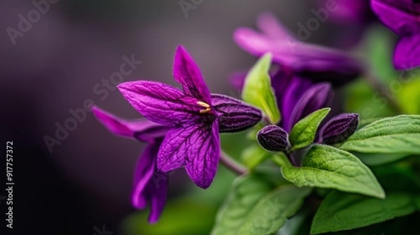 Fototapeta  A tight shot of a purple bloom against a backdrop of blurred greenery, with green leafy plants in the foreground