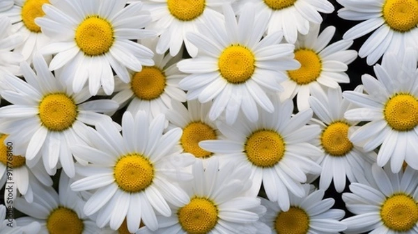 Fototapeta Many daisies closeup, side lighting to show the delicate texture of flowers. Neural network ai generated art