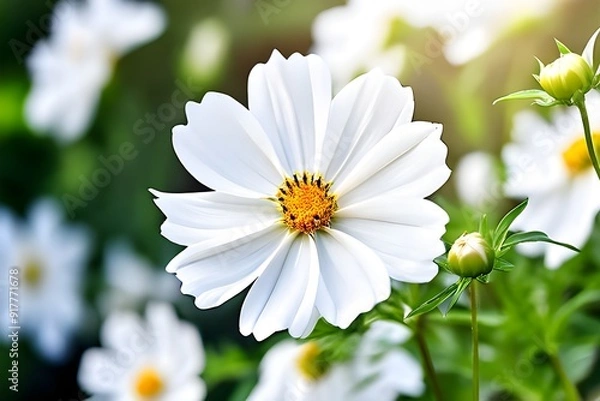 Obraz daisy in the grass