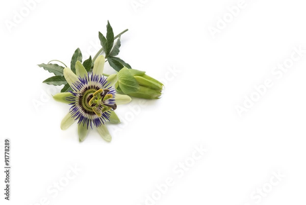 Obraz Passionsblume