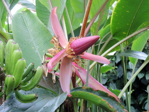 Obraz Fleur de bananier