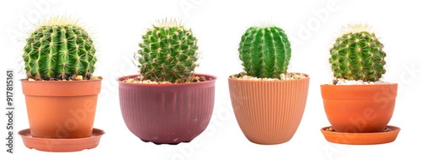 Fototapeta A collection of vibrant cacti in various pots, showcasing their unique textures and shapes. Perfect for home or garden decor.