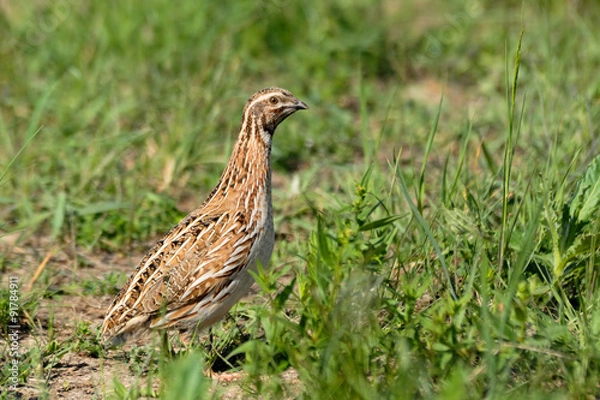 Obraz Quail at summer meadow
