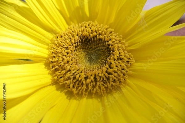 Fototapeta SunFlower Sunburst