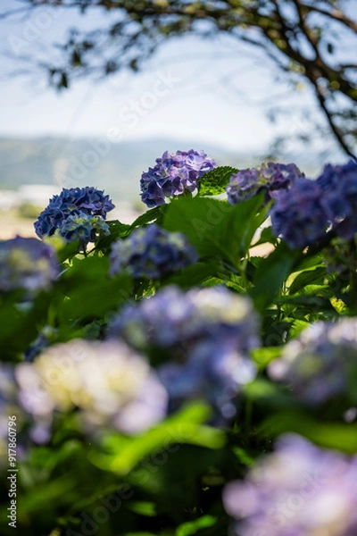 Fototapeta 陰でひそやかに咲く紫陽花の花