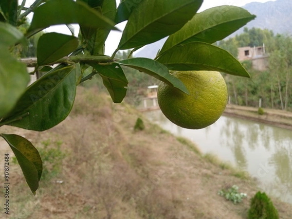 Obraz Green Oranges on an Orange Tree Branch