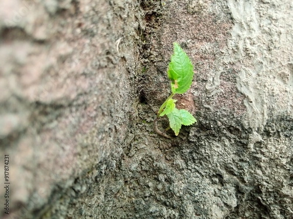 Obraz Small Green Plant Emerging from Old Brick Crevice
