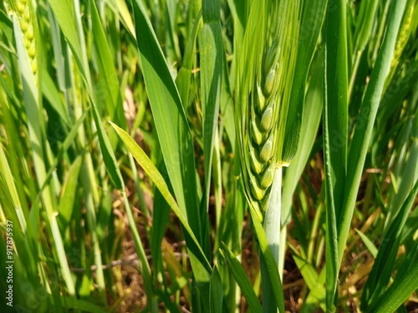 Obraz Vibrant Green Wheat Farm in Early Growth Stage