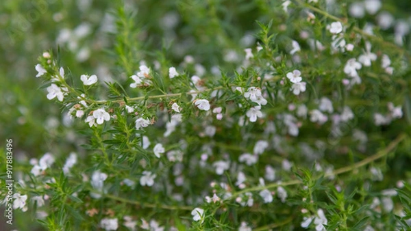 Obraz The thyme plant blooms in August.