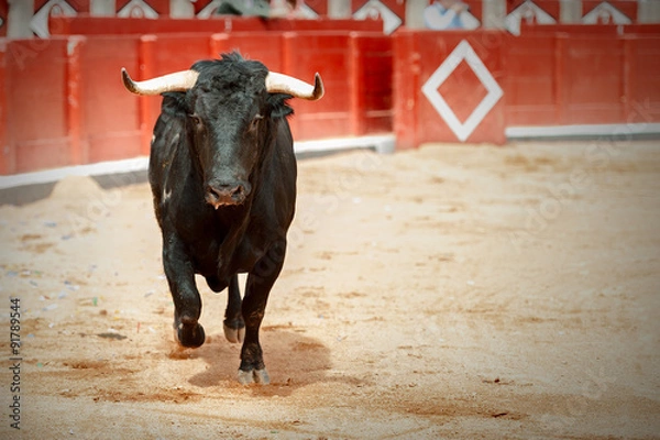 Obraz Toros