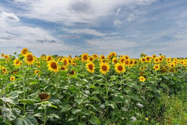 Fototapeta View of a sunflower field