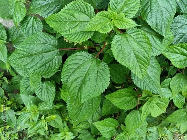 Fototapeta Tragia involucrata, the Indian stinging nettle, is a species of plant in the family Euphorbiaceae. It is the most used species of Tragia in ethnomedicinal and ethnopharmacological applications.