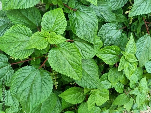 Fototapeta Tragia involucrata, the Indian stinging nettle, is a species of plant in the family Euphorbiaceae. It is the most used species of Tragia in ethnomedicinal and ethnopharmacological applications.