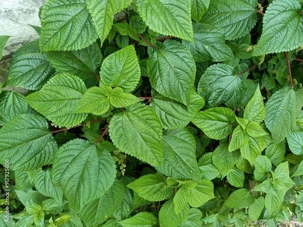 Fototapeta Tragia involucrata, the Indian stinging nettle, is a species of plant in the family Euphorbiaceae. It is the most used species of Tragia in ethnomedicinal and ethnopharmacological applications.